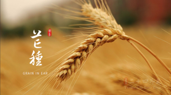 芒种节气,“有芒之谷可稼种矣”,标志着仲夏时节开始,气温显著升高,雨水充沛,是农事耕种最繁忙的时节。生于此时,象征着生命力旺盛,行动力与执行力强,善于在繁忙与压力中把握时机,创造价值。