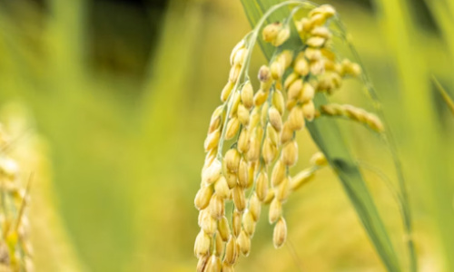 2026芒种节气开运指南：甲午月能量解读与五行调候法