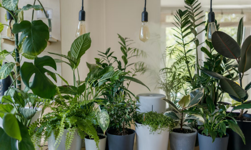 桌面植物放什么？这几种绝对不能放