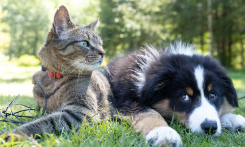 猫狗能改变家里的风水吗？宠物五行与家居气场深度解析