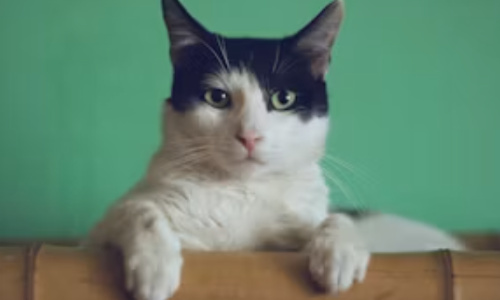 黑猫镇宅,白猫招财?宠物颜色背后的千年风水密码