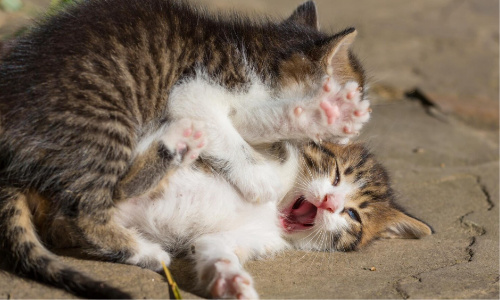 猫狗总打架怎么办?从八字看化解方法