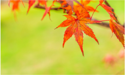 戊寅日,2026年9月1日运势,日主运势,黄历,八字运程,明日运势查询,十天干,庚金