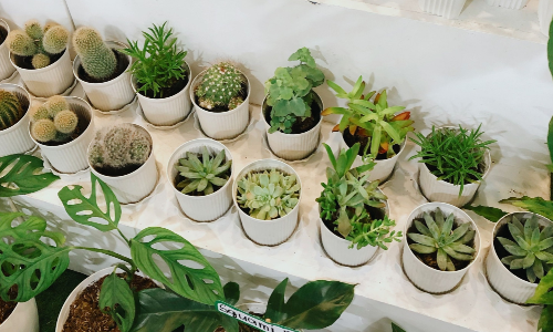 尖刺植物和阔叶植物有何风水讲究？从叶片形态看家居植物摆放