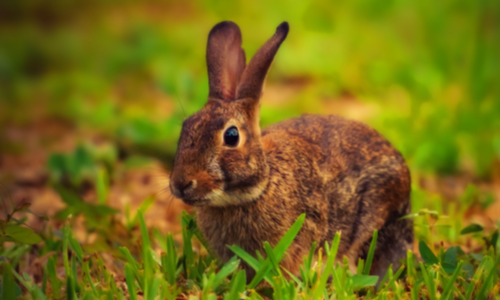 2026年10月3日运势指南：十二生肖行事重点
